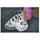 Hama midi 3605, Zestaw Art, Obraz Motyl